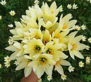  「要给与充足」此花开花量繁多，花期长，长势茂盛，妩媚妖娆，人见人爱，太美了