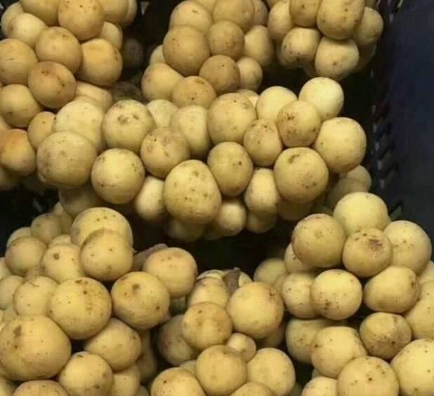 这种很像龙眼的野果,有个美丽的名字叫爱情果