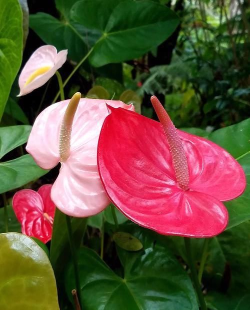  『红掌』让花盆里养的红掌花开不停，换盆时还能分株，生长期注意给肥