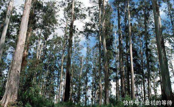 世界上最高的树，却被中国禁止，树木比50层楼还高