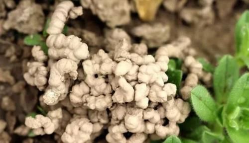  「植物」养多肉植物盆里掺点它，小多肉蹭蹭长不停，盆都撑破了！