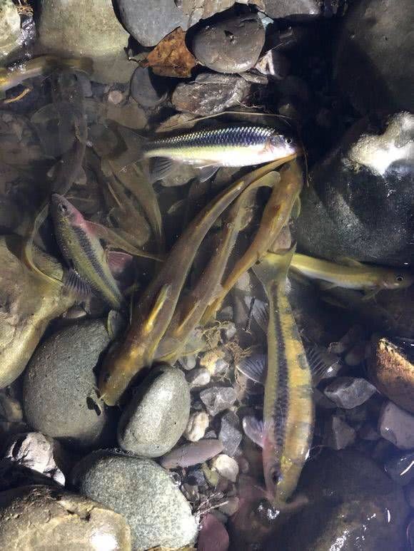  『钻出』山中溪流水太清澈，白天看不到鱼，夜晚却钻出各种奇鱼