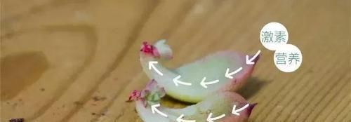  #割断#多肉出这四种“症状”，接着就是割断，半个月就生根