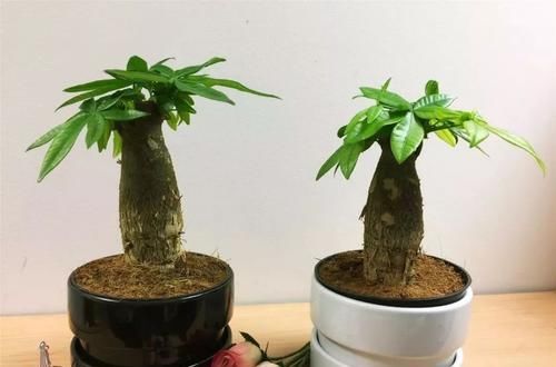  『寓意』这些植物特别好卖，就是起了个好听的名字，寓意就是好
