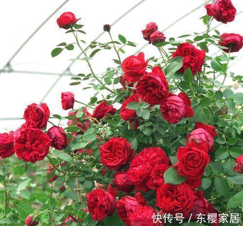 开出|这4种花遇到大太阳别遮阴,让它们使劲晒,呼呼开出满盆花