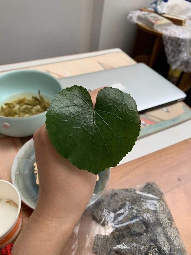  【叶面】老李买了盆破破烂烂的“铜钱草”，家人都嫌弃，后来却“真香”