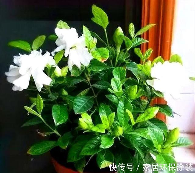  【回家】栀子花有3怕，难怪买回家里就黄叶，学会了叶子翠绿，开花多又香