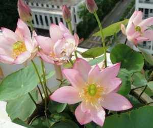  [阳台]家养4种“太阳花”，一浇水就烂根，往阳台上一挪，给点光就爆花