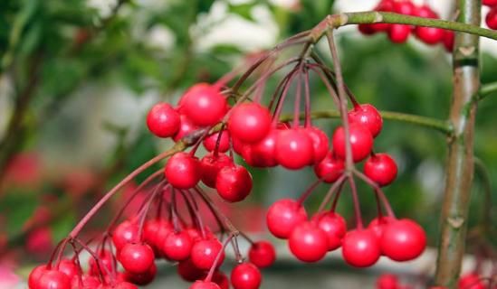  [好运]“4种花”一定要养，日子越过越红火，吉祥如意招好运，家族兴旺