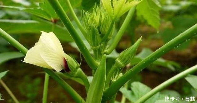  [农民朋友们]农村一种蔬菜，从一斤卖3元到15元，收益翻倍，但农