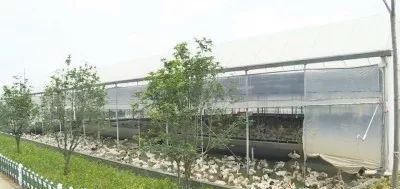  竟是■养鸭户年入百万，秘诀竟是不让鸭子下水！越来越多农民加