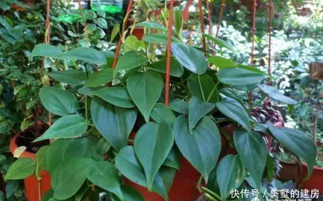 『心叶蔓绿绒』2种花超耐阴,一点散光就爆盆,北阳台也能养得美!