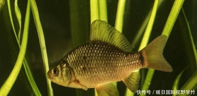  『大幅度降温』钓鱼：降温、下雨后，鱼情就差？