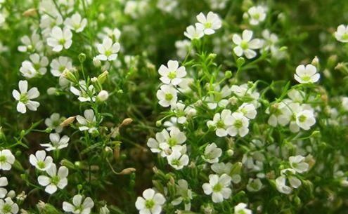 #阳台#阳台养此款植物，个个清新高雅，美观且易打理，美成浪漫小花园