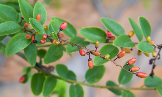  [值钱]农村生长的植物，根是种稀罕物，越老越值钱，用于泡酒是