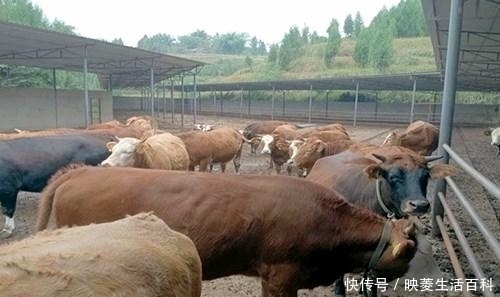  「养殖场」养牛不只光靠卖牛赚钱，这些产物也能卖钱，而且收入