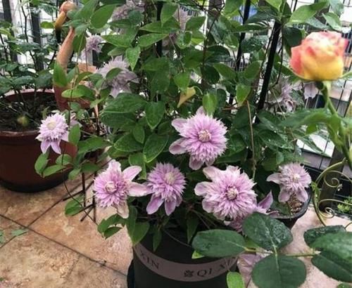栽培@此观花植物,花期长达6个月,花好看、易栽培,比月季、长寿花强