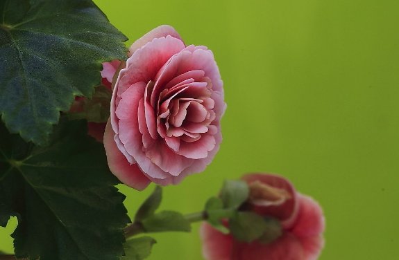  【红艳艳】养四季海棠，5月爱吃“醋”，花芽满枝乱窜，花开一年“红艳艳”