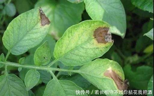  『发生』匪夷所思, 好端端的植物叶尖和叶缘发生枯焦, 这可怎么办?