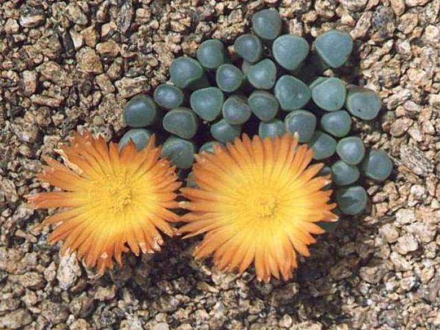 中国游客在非洲旅游,地上宝石一堆,导游别费那劲,你捡不起来