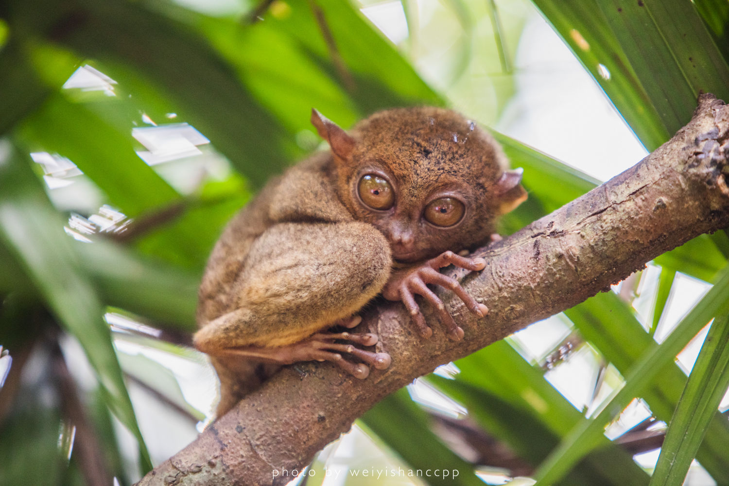 去薄荷岛学自由潜，那是潜入深海的快落呀！