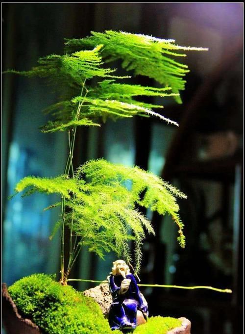  『文竹生长』有一种花卉，叶片翠绿，适合养护在家中书房，观赏价值高