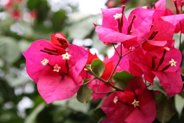  #花开#5种阳台小花，懒人一样养，轻松开出花海，好养好看，美丽怡人