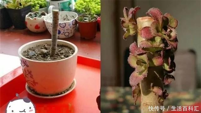 「单头」养花技巧:多肉爆盆的4个绝招,单头变多头,一棵变满盆