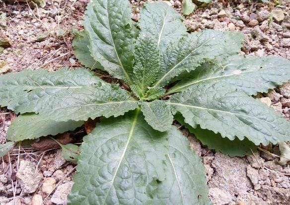 茅厕边生长的“丑草”，却是穷人的“救命草”，现在晒干7元一斤