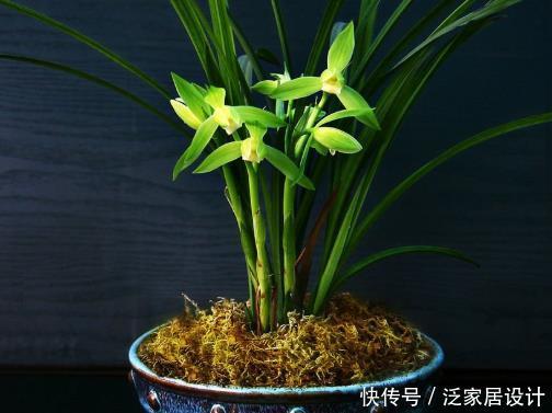  「兰花」兰花浇水有秘诀，光浇透远远不够，学会这4招花开满盆，赏心悦目