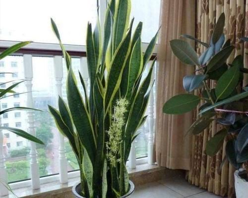  『盆栽』室内养6种植物，能净化空气环境，点缀家居、有益健康