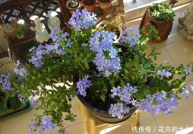  『花儿』4种花，是好养的“开花机器”，阳台养一盆，花儿天天开爆盆