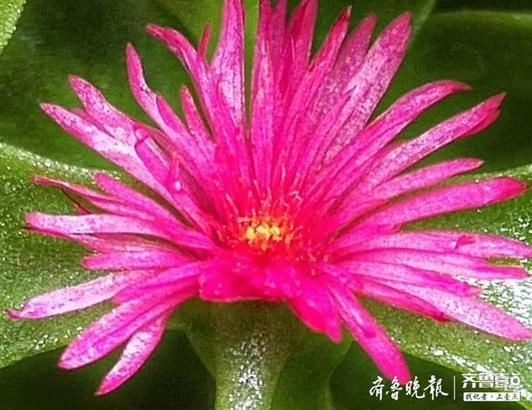  之中|绿丛之中藏点红，牡丹吊兰花开好鲜艳