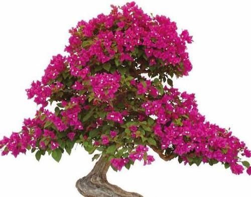  【随便】三角梅花期这么做，随便掐一掐，剪一剪，形体美，开花多