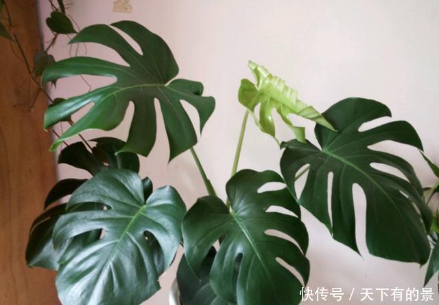 『家养』适合家养的3种花,开花数量大,好养易活四季开花,谁养谁喜欢