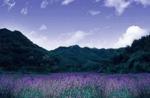 最美的花海,中国几个最值得去的花海