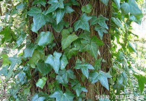 「中华常春」12种常春藤，每种都这么美，必须养一盆！