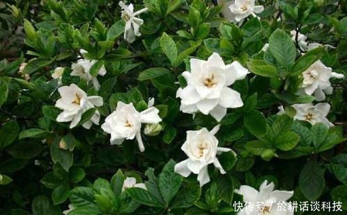  【栀子花】想让栀子花长得旺？做好两件事，顺利开出大白花，人人看了都羡慕