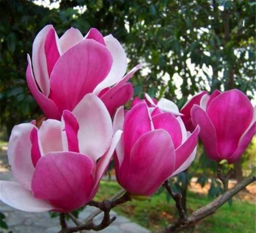  「良药」美得像“仙女”般的紫玉兰，是“鼻炎”花友的良药，摆卧室最合适