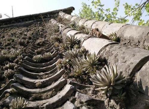  「不少」在野外有2种“多肉植物”，植株爆盆快，见到挖1棵养，1个月变美