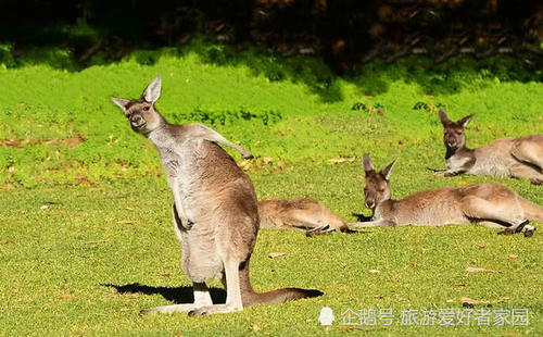 澳大利亚也设限，一游客惨被驱逐，原因曝光，游客：干的漂亮