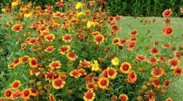  「夏季」这种花，花色艳丽，皮实耐造，耐高温和炎热，夏季家养最合适