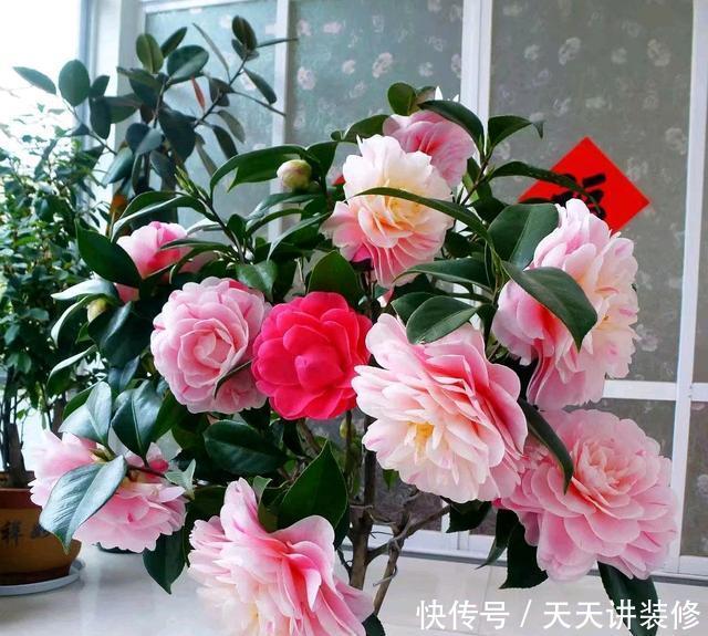 『盆土』茶花搬到室内就掉叶枯花苞?盆土浇不透水是祸端,要选对浇水方法