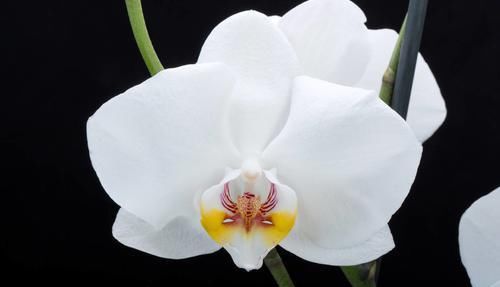  「适合」养花就养此3种，提神醒脑缓解疲劳，适合养在书房里，越养越喜欢