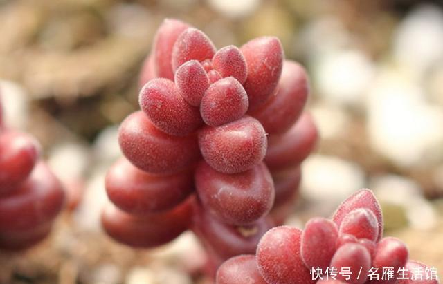 『植物』5种植物看了让人垂涎欲滴?不能食用,因为它们不是水果,是多肉