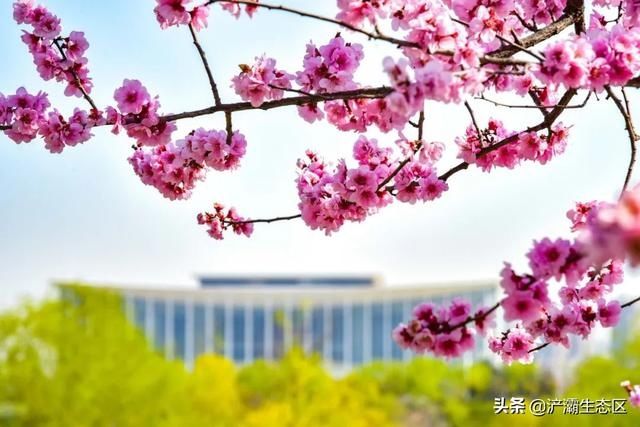  「迎接」迎接十四运 | 美景正在加载，花园浐灞敬请期待！