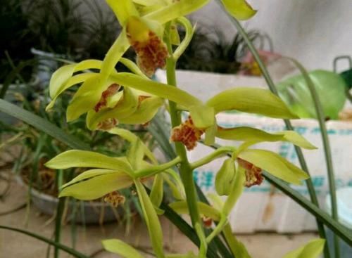  「兰花芦头」带芽的兰花上盆几个月不见长？是僵苗退草还是正常现象？明白了