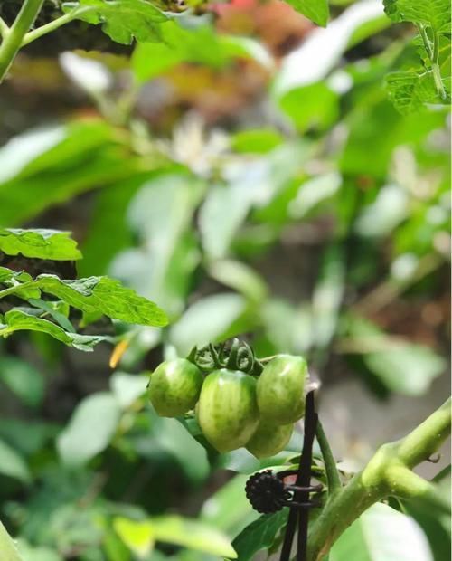  「养花」有一方小院，和你一起养花种草，这样就挺好！