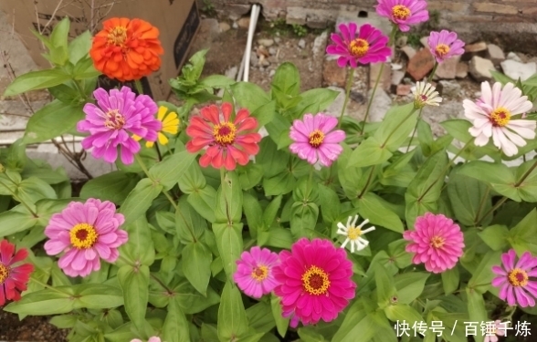  皮实@5种花太皮实，用脚踩都死不了，夏天满院子疯长开花！