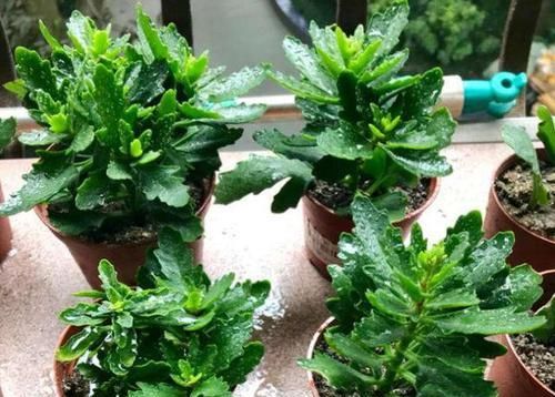 『凋零』凋零之后的长寿花,修剪和养护做得好,来年花苞一茬接一茬